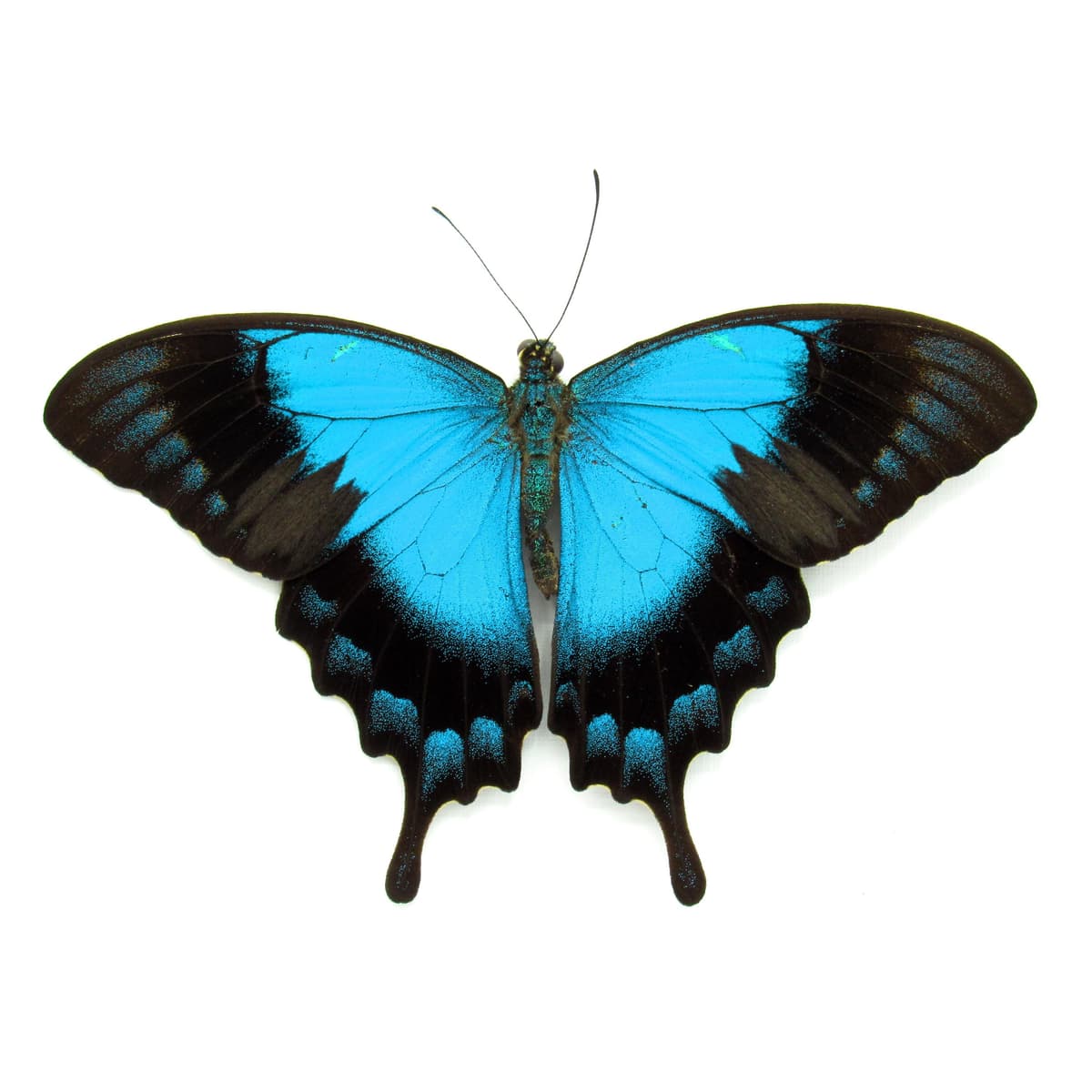 Large female Peacock Swallowtail butterfly framed taxidermy - Papilio lorquinianus - Victorian mount