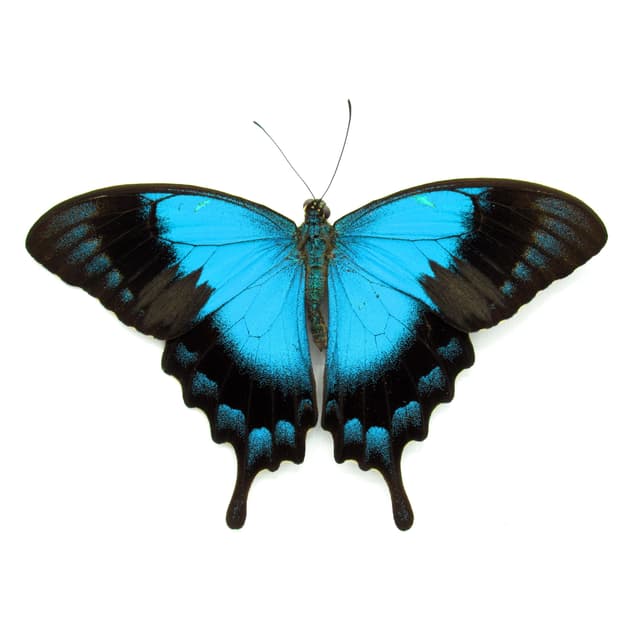 Large female Peacock Swallowtail butterfly framed taxidermy - Papilio lorquinianus - Victorian mount