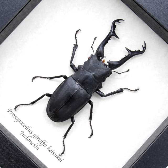 Real XL Stag beetle framed taxidermy - Prosopocoilus giraffa keisukei