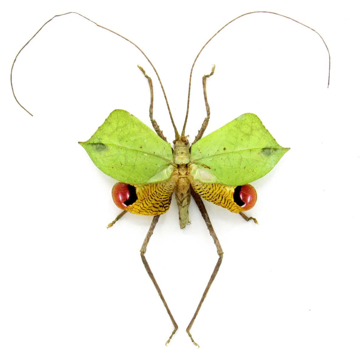 Rare Leaf Mimic Katydid framed taxidermy - Porphyromma viridifolia