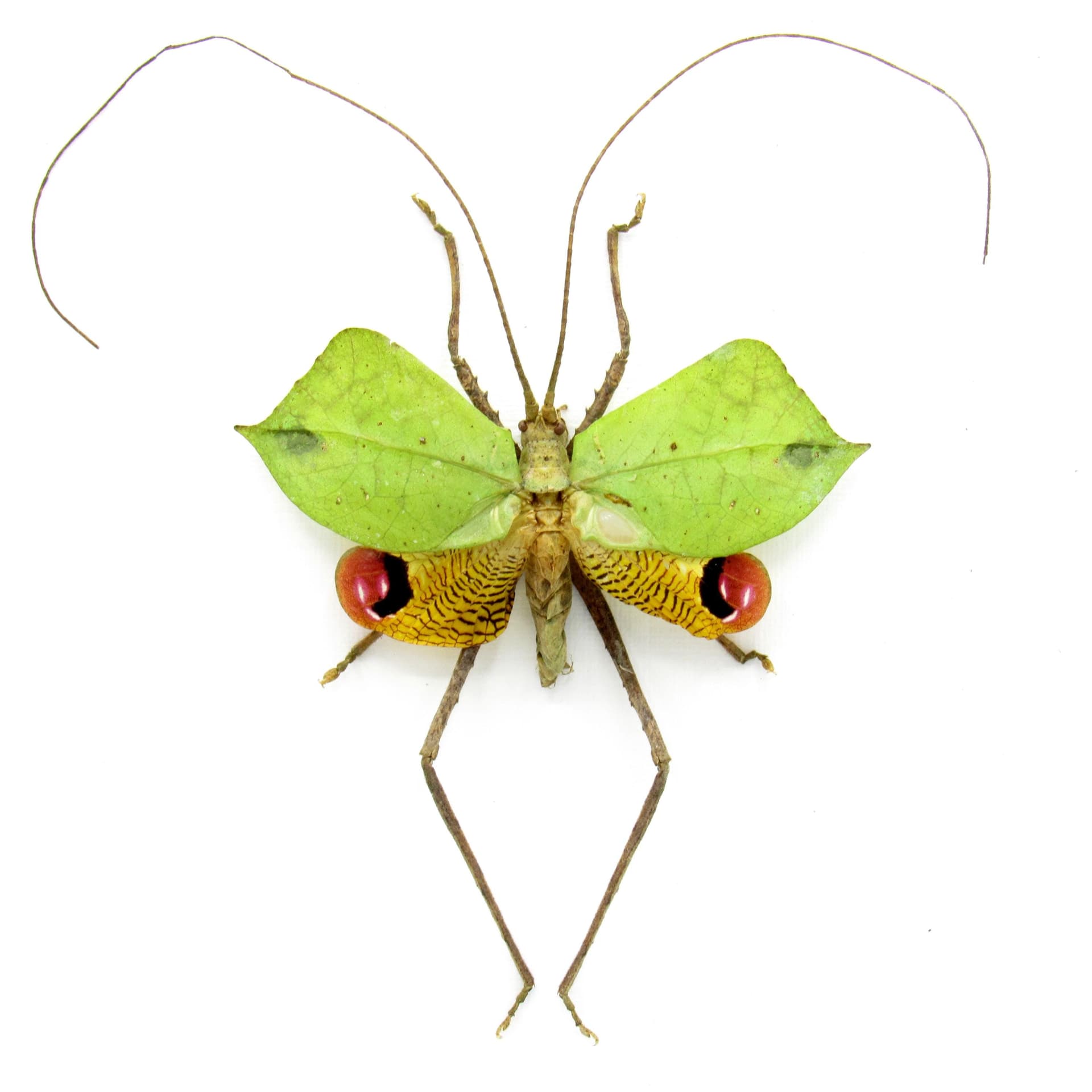 Rare Leaf Mimic Katydid framed taxidermy - Porphyromma viridifolia