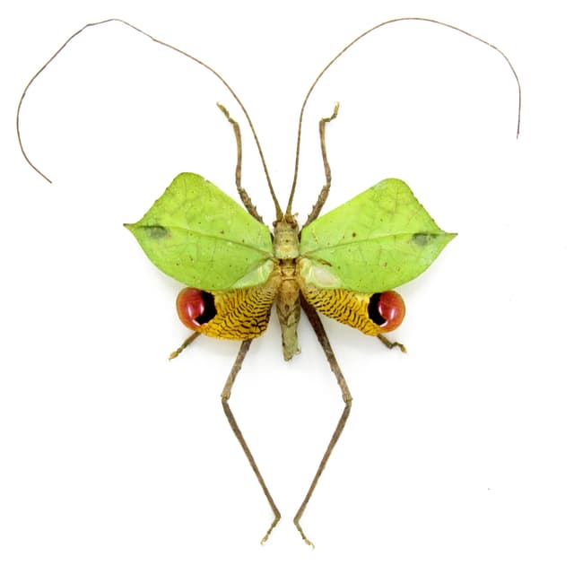 Rare Leaf Mimic Katydid framed taxidermy - Porphyromma viridifolia