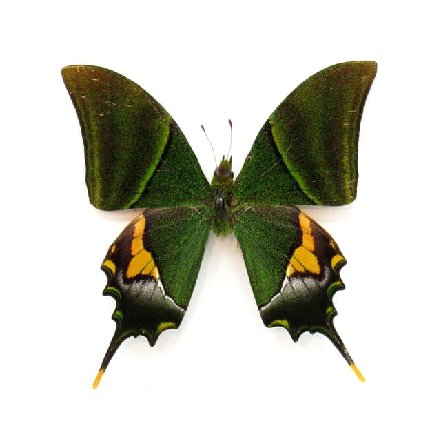 Real rare Kaiser-i-Hind Swallowtail butterfly framed taxidermy - Teinopalpus imperialis