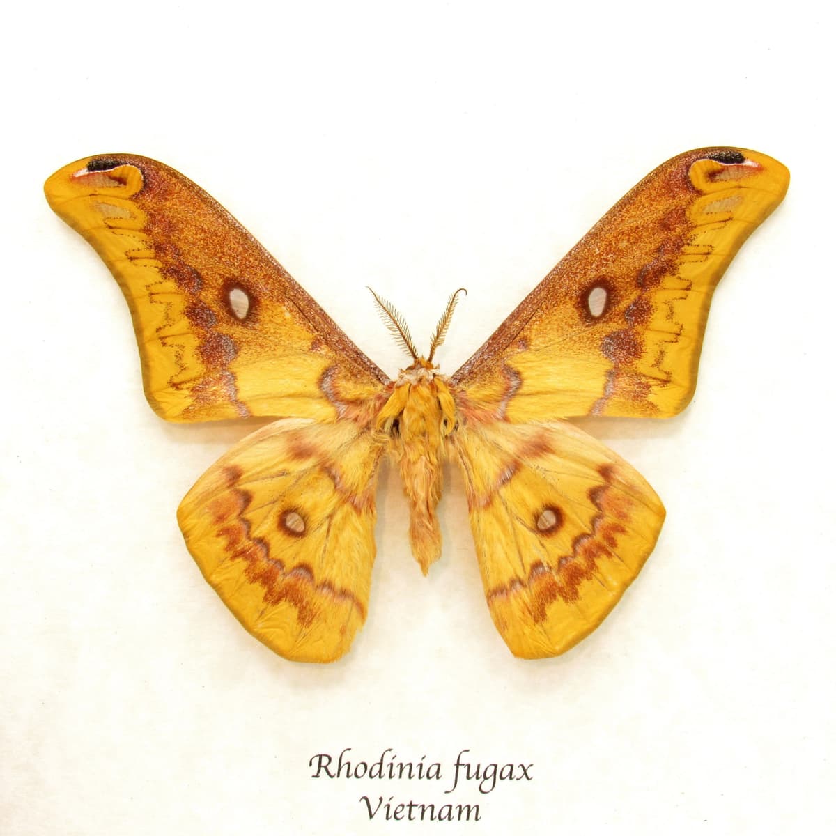 Rare Squeaking Silkmoth framed taxidermy - Rhodinia fugax