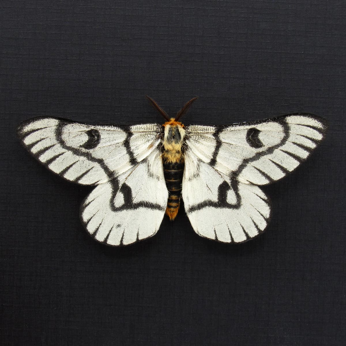 Real Sagebrush Sheep moth framed taxidermy - Hemileuca hera - Victorian mount