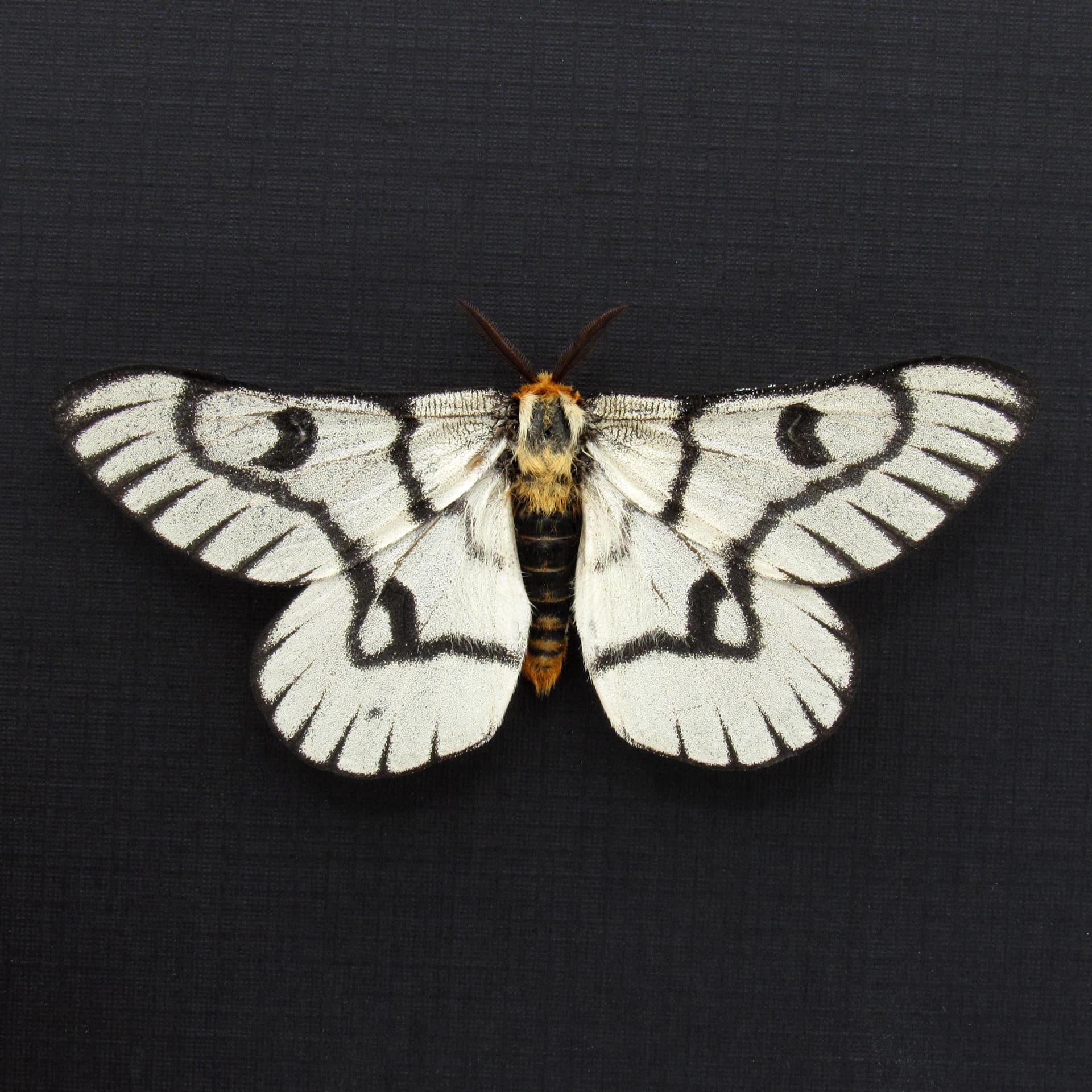 Real Sagebrush Sheep moth framed taxidermy - Hemileuca hera - Victorian mount