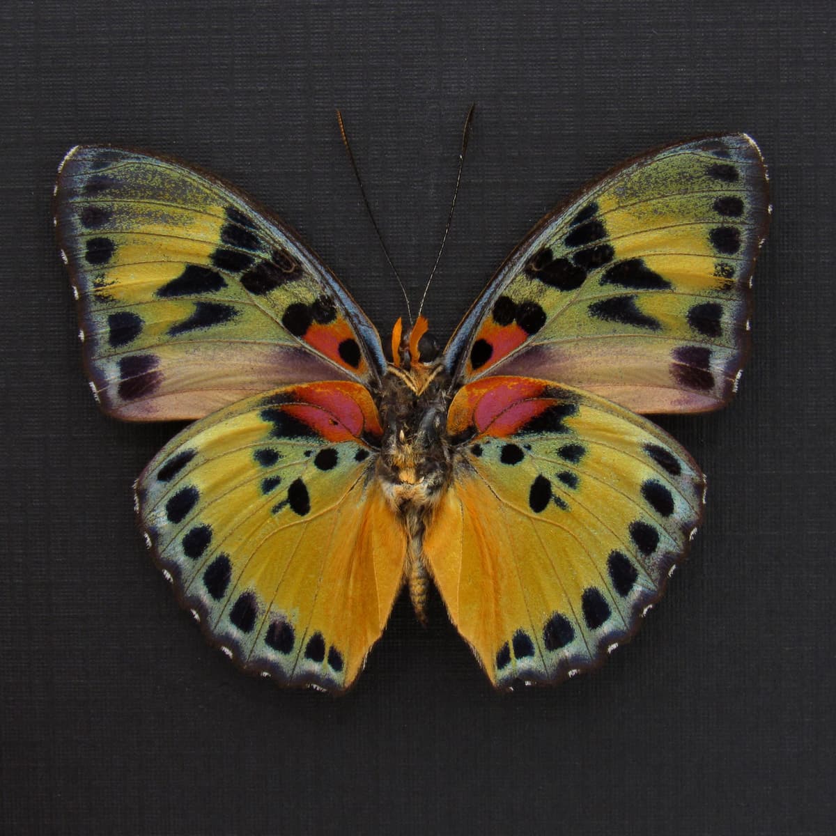 Rare Forester butterfly framed specimen - Euphaedra aureola