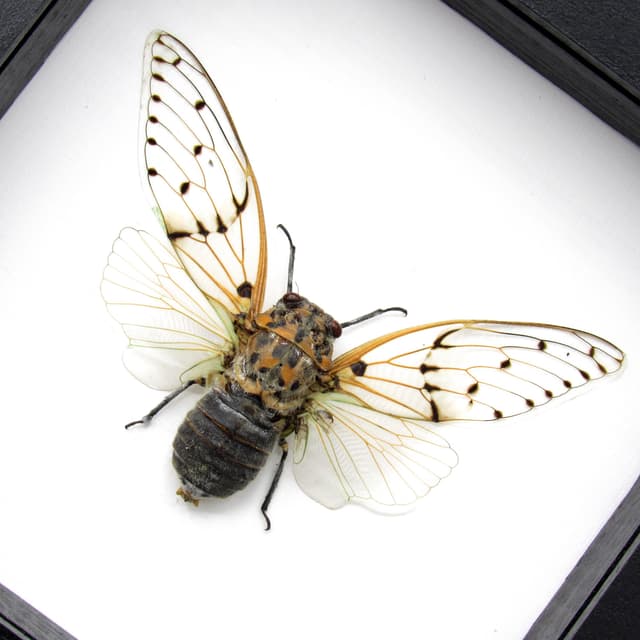 Real Ghost Cicada framed taxidermy - Ayuthia spectabile