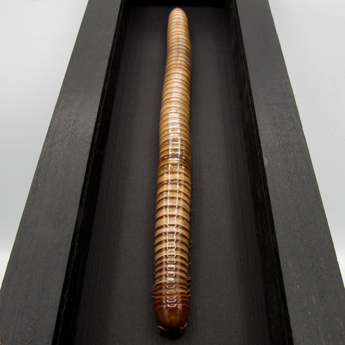 Real HUGE Scarlet Millipede framed taxidermy - Trigoniulus corallinus - 8.85 inch