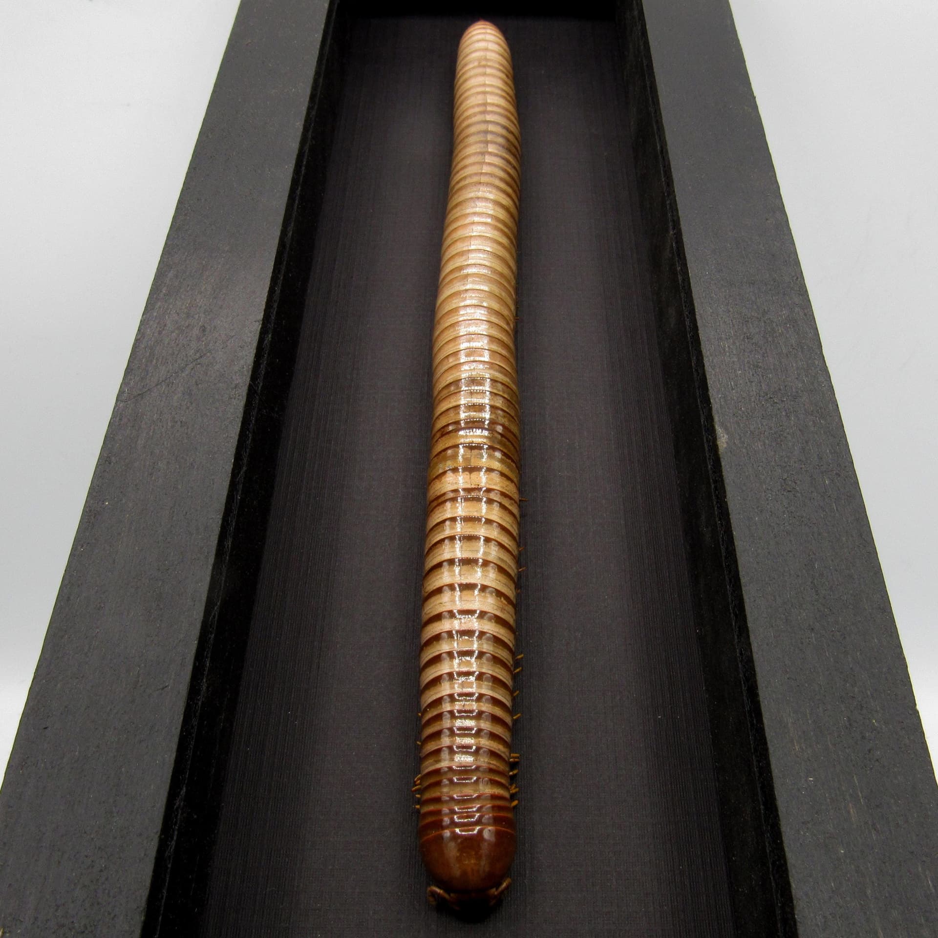 Real HUGE Scarlet Millipede framed taxidermy - Trigoniulus corallinus - 8.85 inch