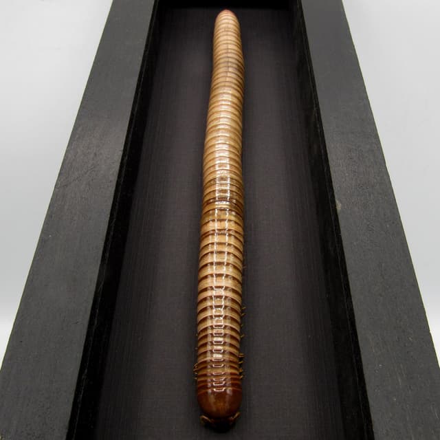 Real HUGE Scarlet Millipede framed taxidermy - Trigoniulus corallinus - 8.85 inch