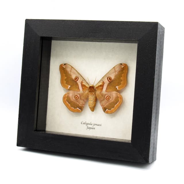 Real Saturn moth framed taxidermy - Caligula jonasi - female