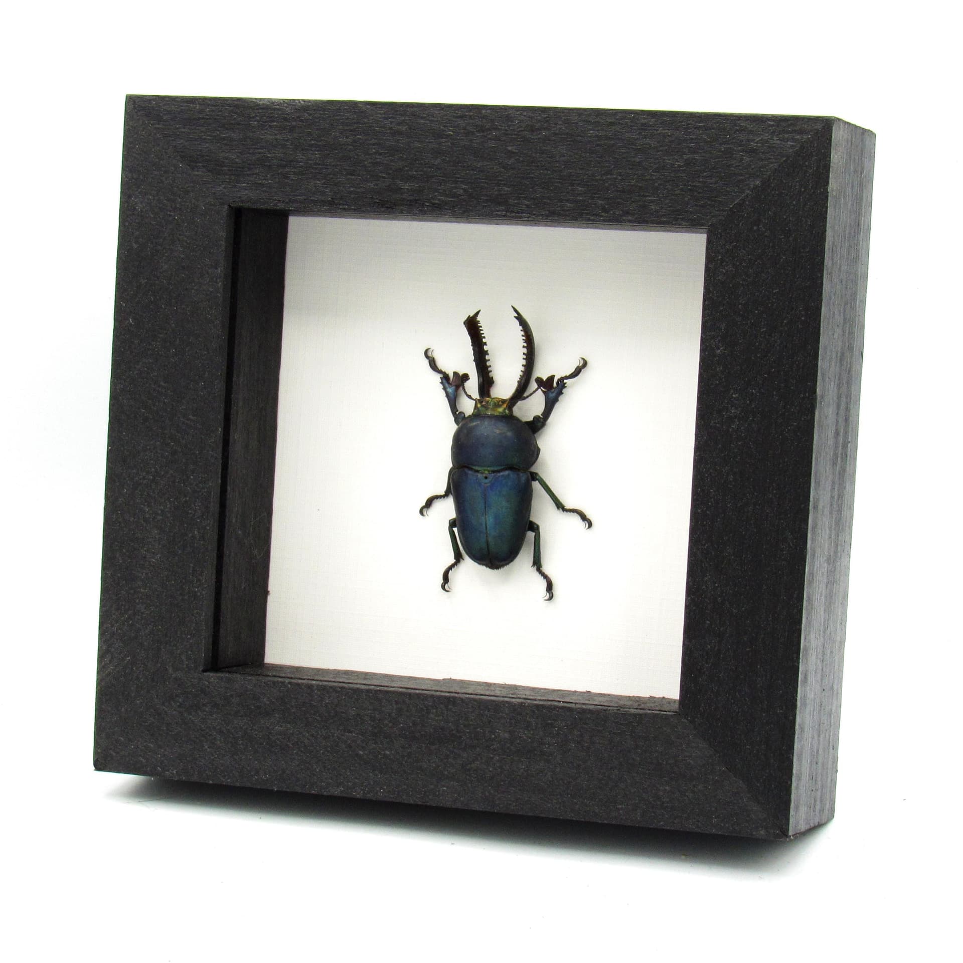Real Stag beetle framed taxidermy - Lamprima adolphinae