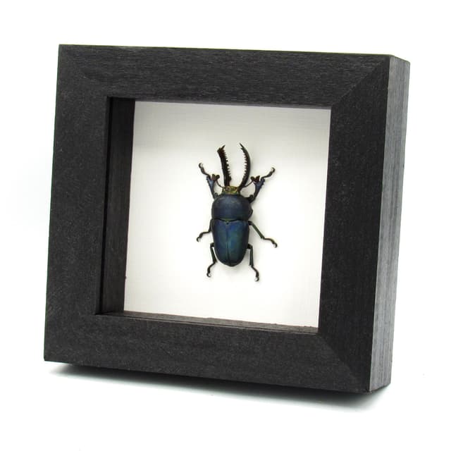 Real Stag beetle framed taxidermy - Lamprima adolphinae