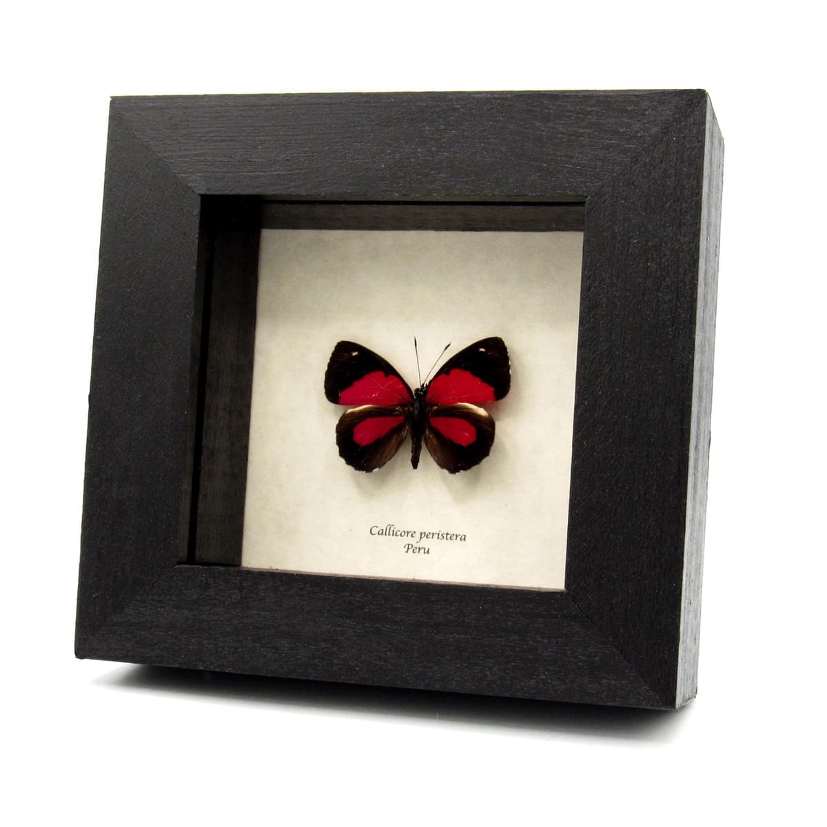 Real red butterfly framed taxidermy - Callicore peristera