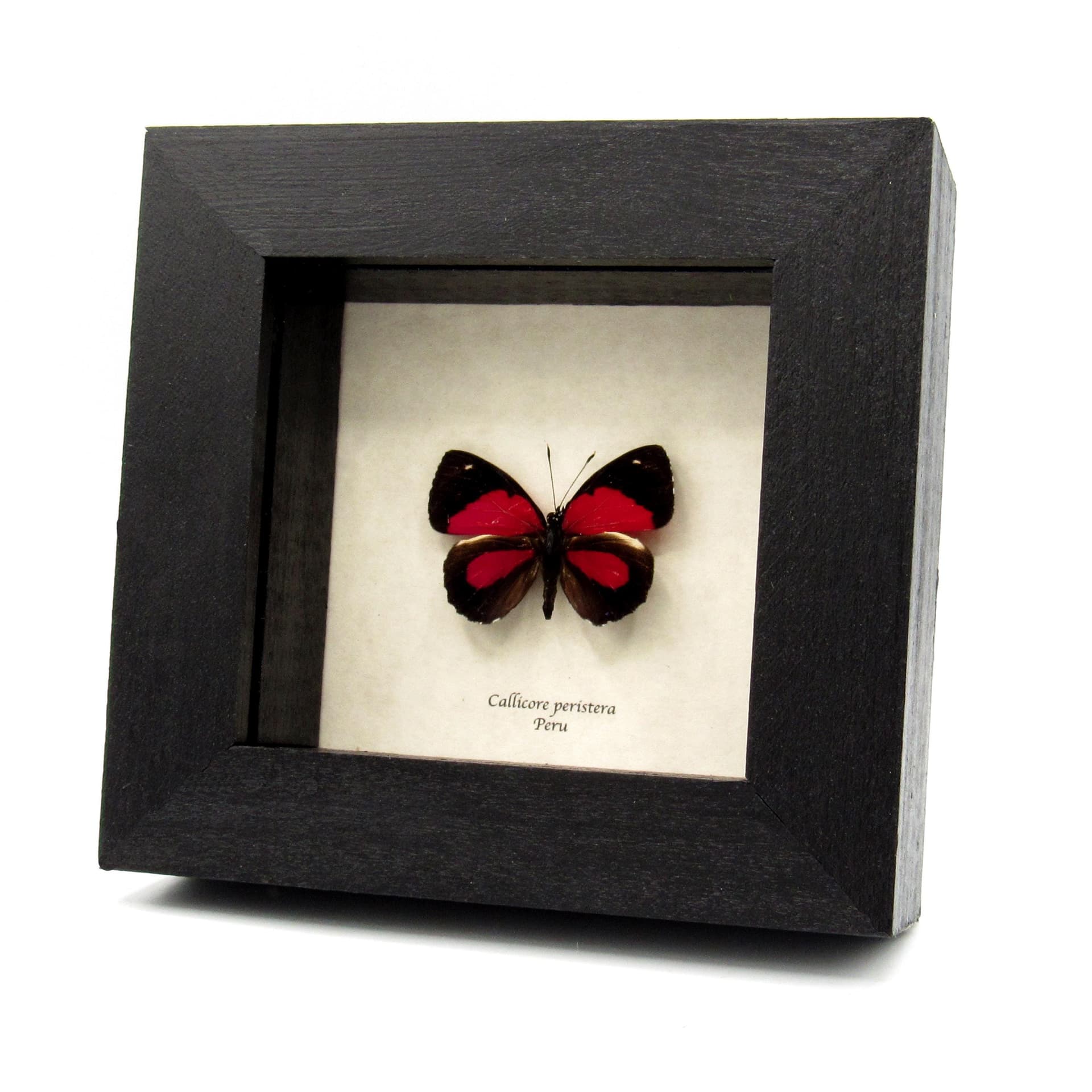 Real red butterfly framed taxidermy - Callicore peristera