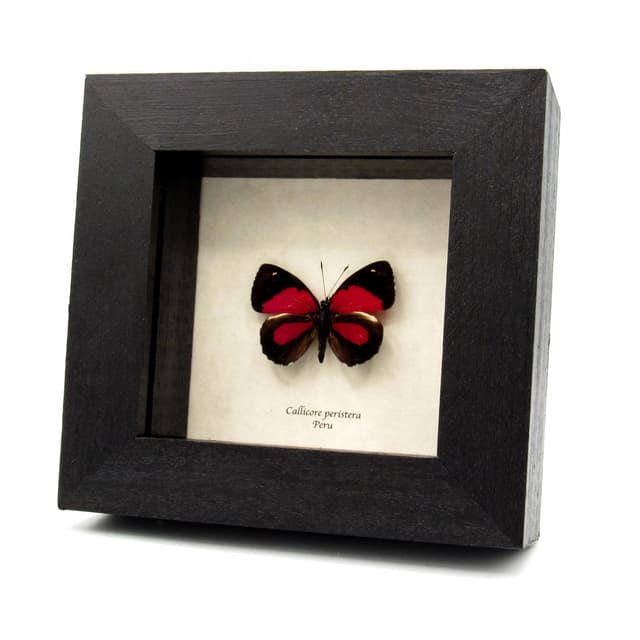 Real red butterfly framed taxidermy - Callicore peristera