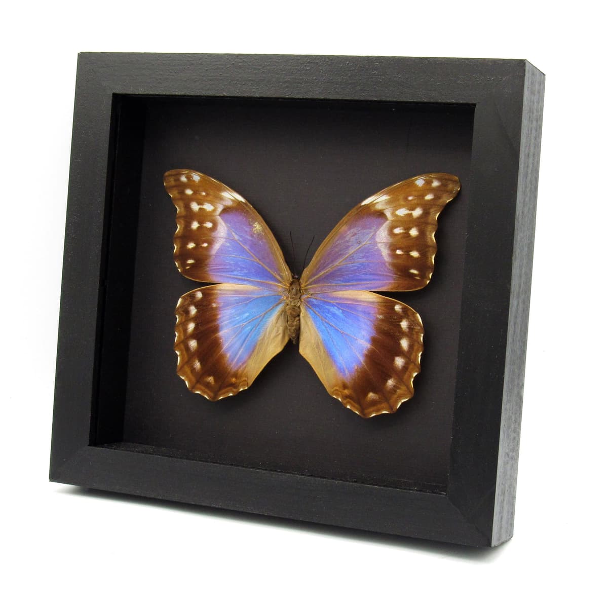 Real giant blue Morpho butterfly framed taxidermy - Morpho didius - female