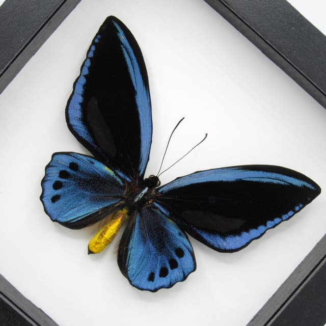 Rare GIANT Blue Birdwing butterfly framed taxidermy - Ornithoptera priamus urvillianus