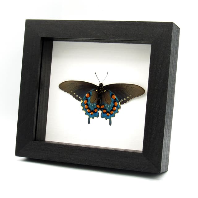 Real metallic Pipevine swallowtail framed taxidermy - Battus philenor - Victorian mount