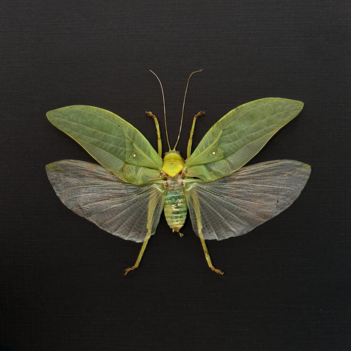 Real Giant Bush Cricket framed taxidermy - Pseudophyllus neriifolius