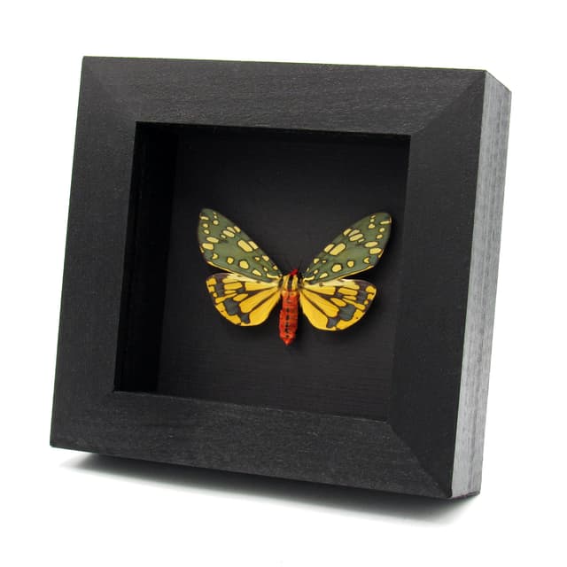 Stunning real metallic moth framed taxidermy - Callimorpha principalis