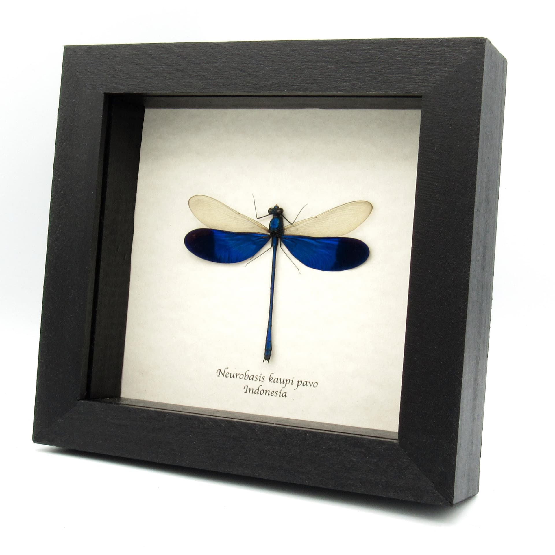 Real large Blue Damselfly Dragonfly framed taxidermy - Neurobases kaupi pavo