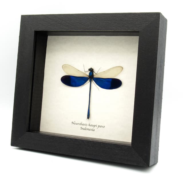 Real large Blue Damselfly Dragonfly framed taxidermy - Neurobases kaupi pavo