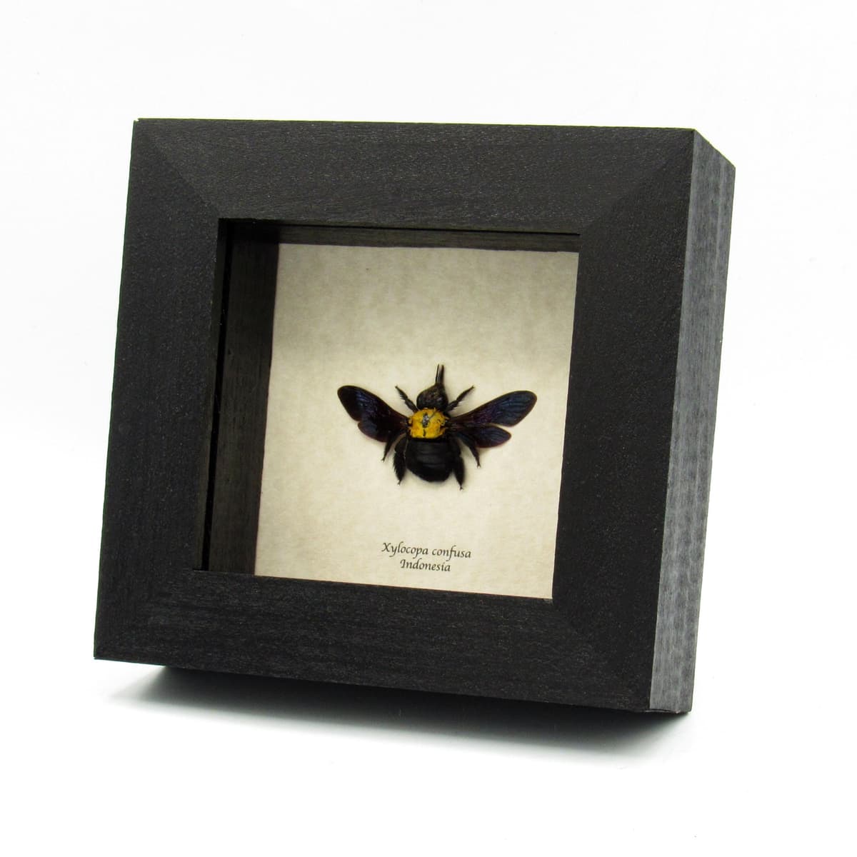 Real Carpenter Bee framed taxidermy - Xylocopa confusa