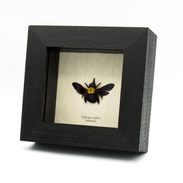 Real Carpenter Bee framed taxidermy - Xylocopa confusa