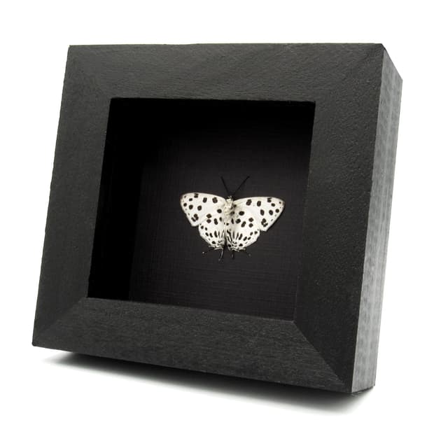 Rare Polka Dot Spotted Royal butterfly framed taxidermy - Tajuria maculata - Victorian mount