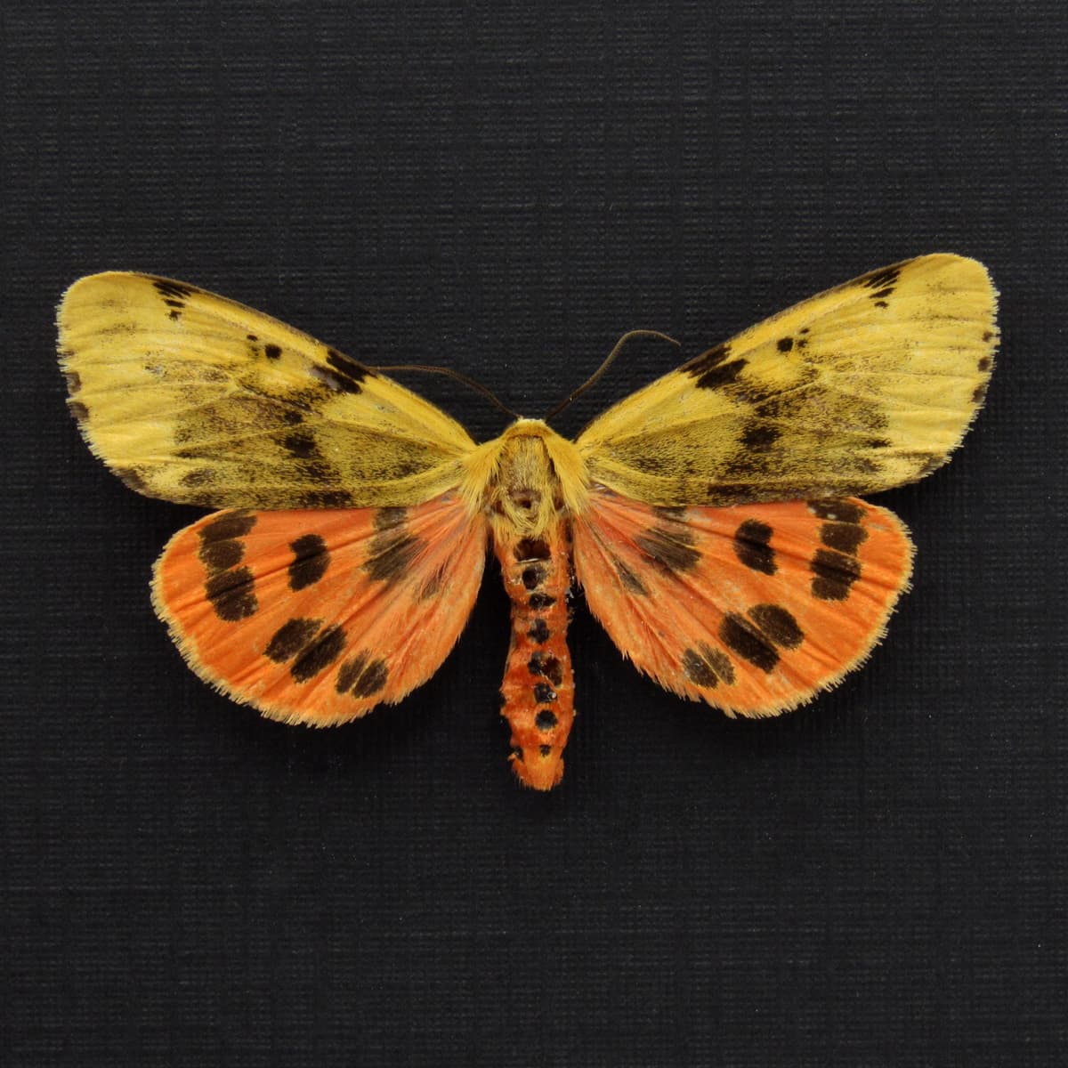 Real Orange Tiger moth framed taxidermy - Rhyparioides nebulosa