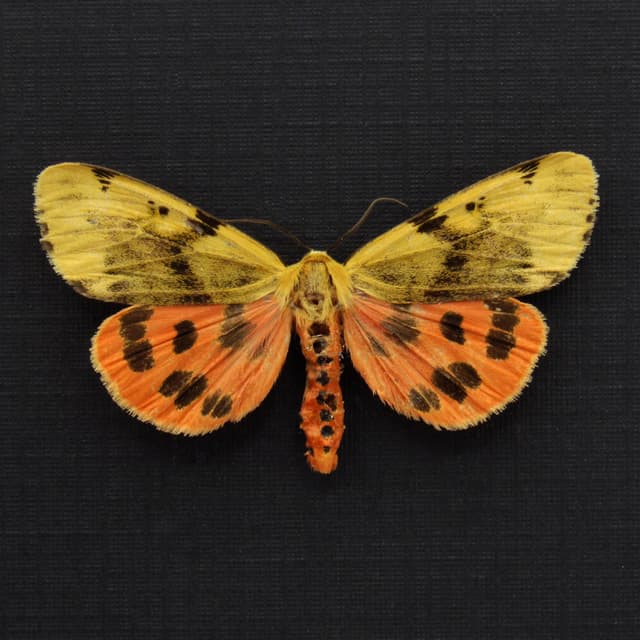 Real Orange Tiger moth framed taxidermy - Rhyparioides nebulosa
