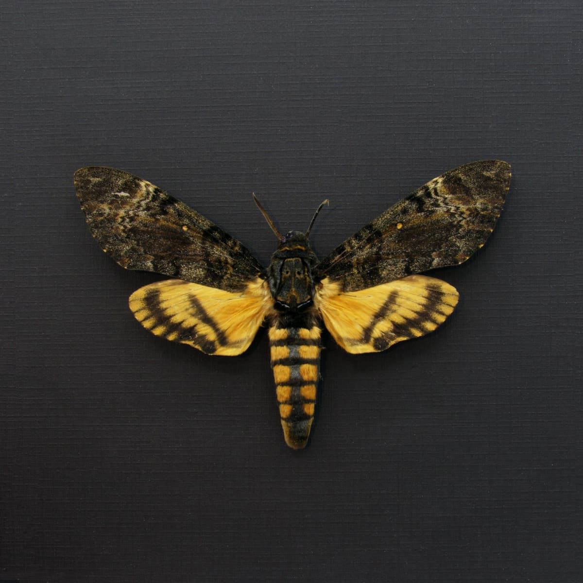 Real Lesser Deaths Head moth framed - Acherontia styx - XL female
