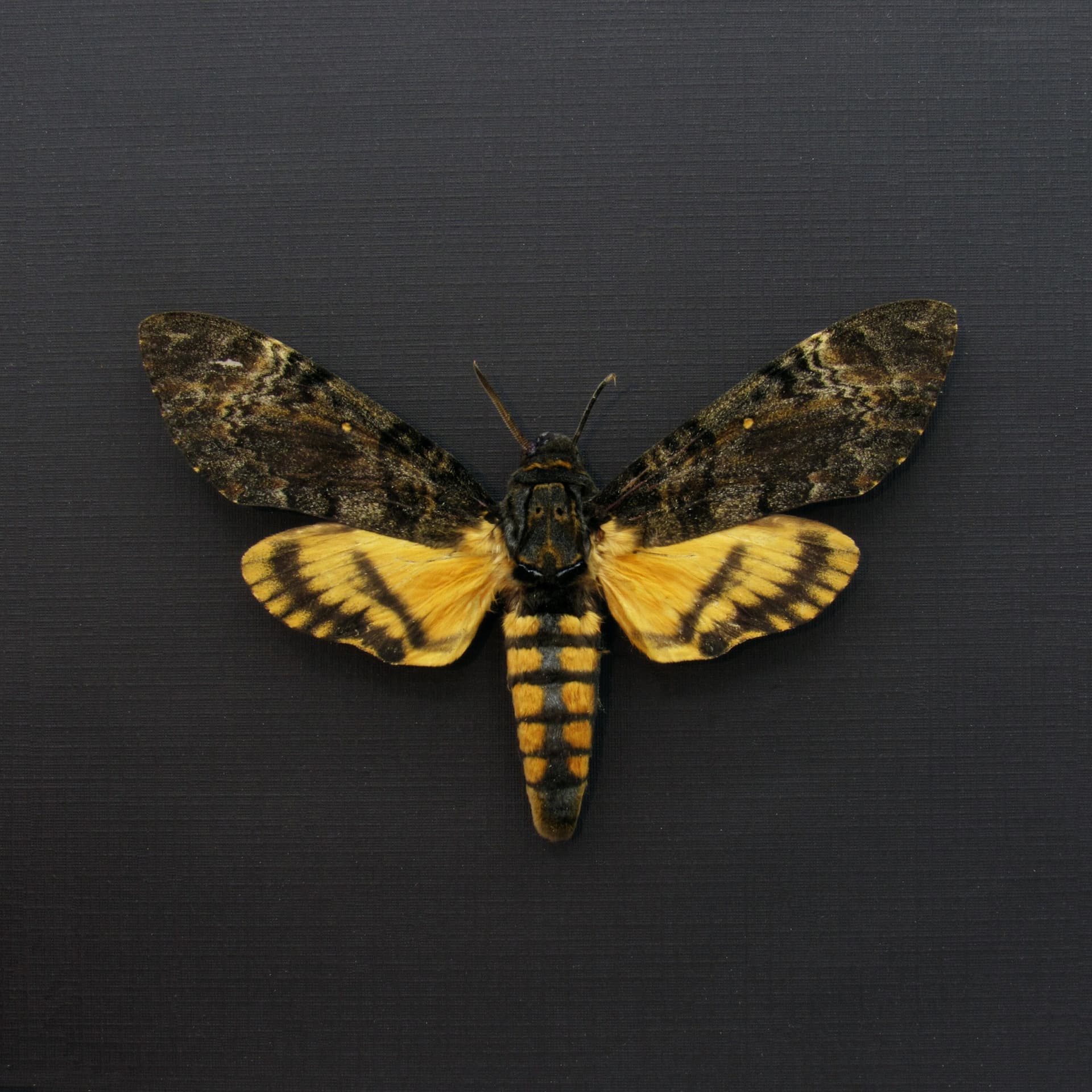 Real Lesser Deaths Head moth framed - Acherontia styx - XL female