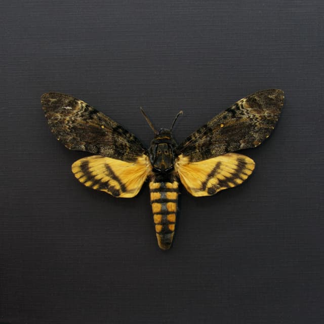 Real Lesser Deaths Head moth framed - Acherontia styx - XL female