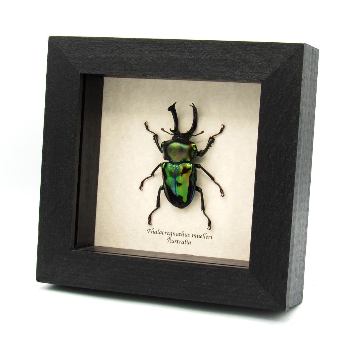 Rare large Rainbow Stag beetle framed taxidermy - Phalacrognathus muelleri