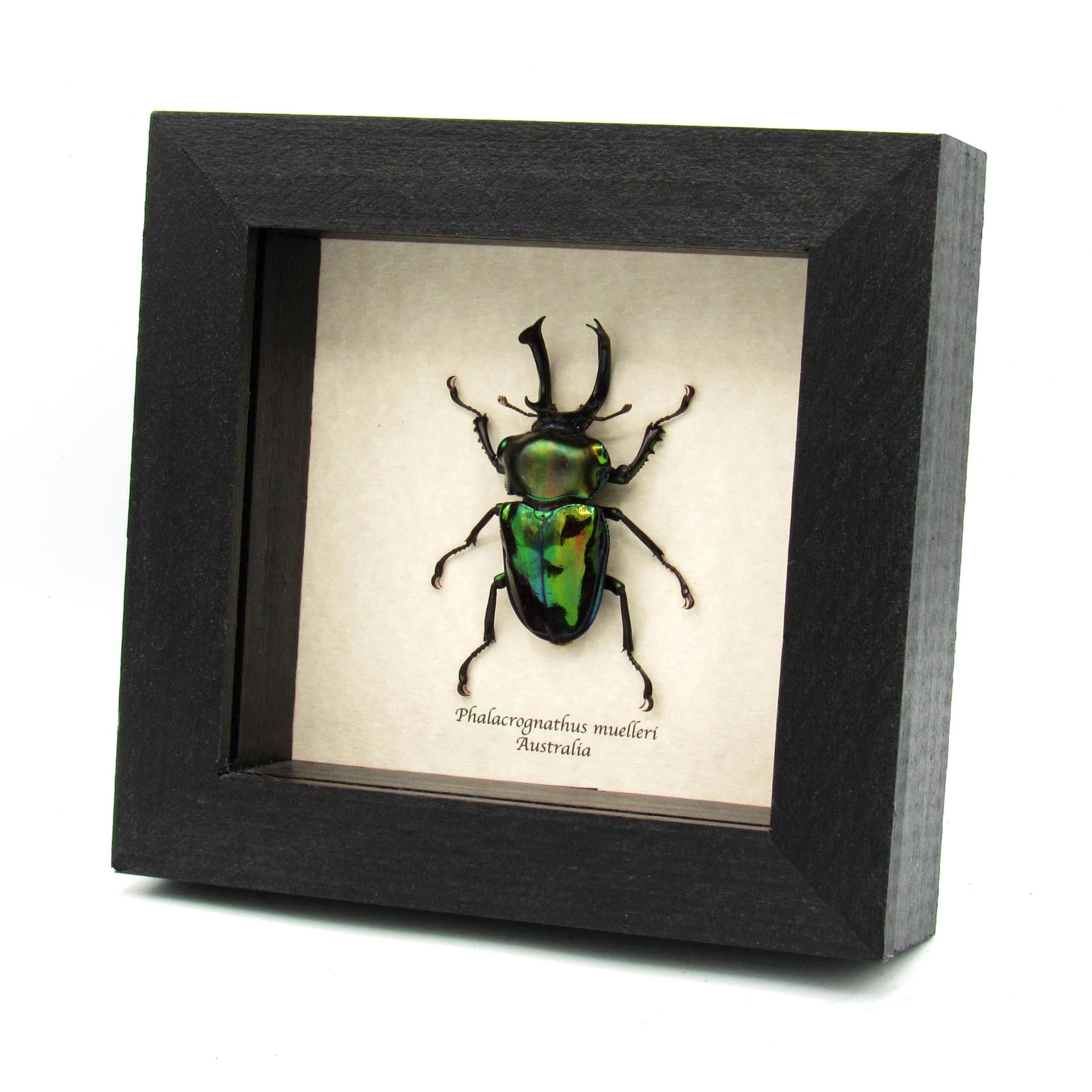 Rare large Rainbow Stag beetle framed taxidermy - Phalacrognathus muelleri