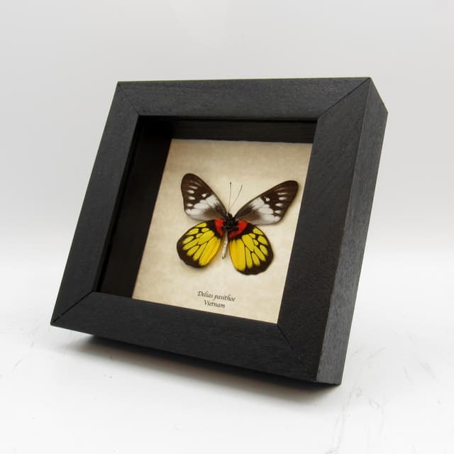 Real yellow butterfly framed taxidermy - Delias pasithoe