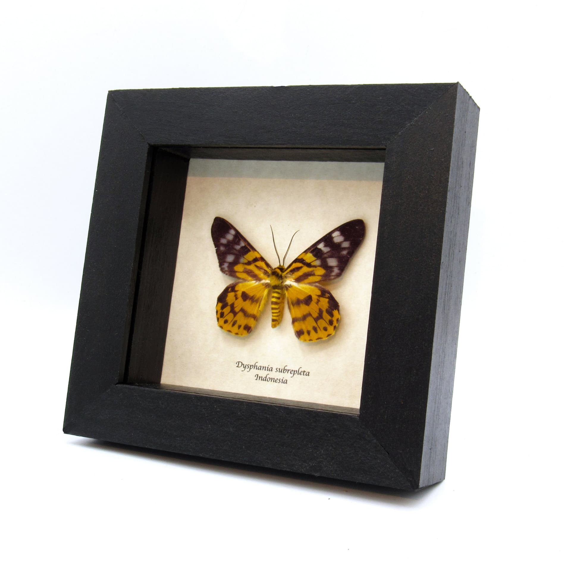 Real yellow day moth framed taxidermy - Dysphania subrepleta