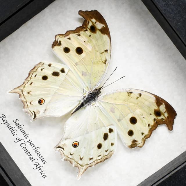 Mother of Pearl framed taxidermy butterfly - Salamis parhassus
