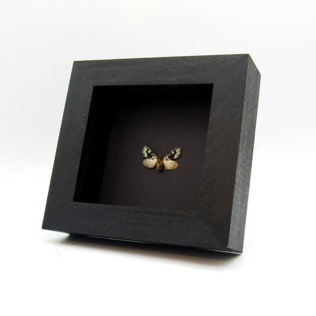 Real tiny green Dart moth framed taxidermy - Lacinipolia viridifera - female