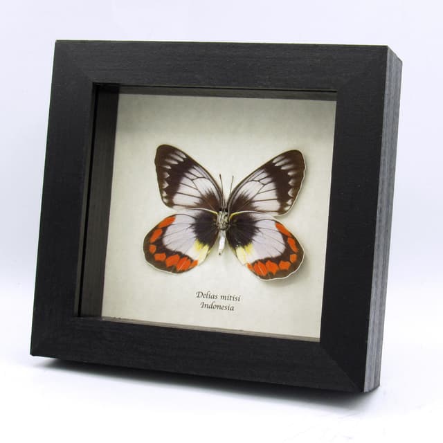 Rare pale lavender Delias butterfly framed taxidermy - Delias mitisi - large female
