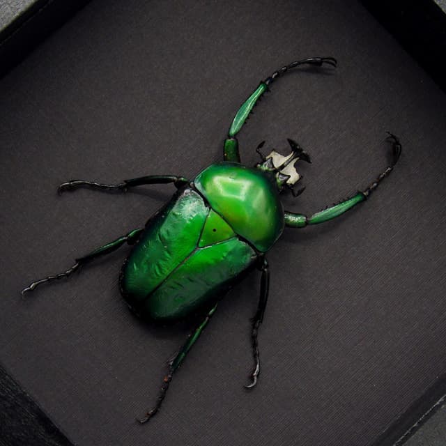 Large green metallic Scarab beetle framed - Dicronorhina derbyana oberthuri