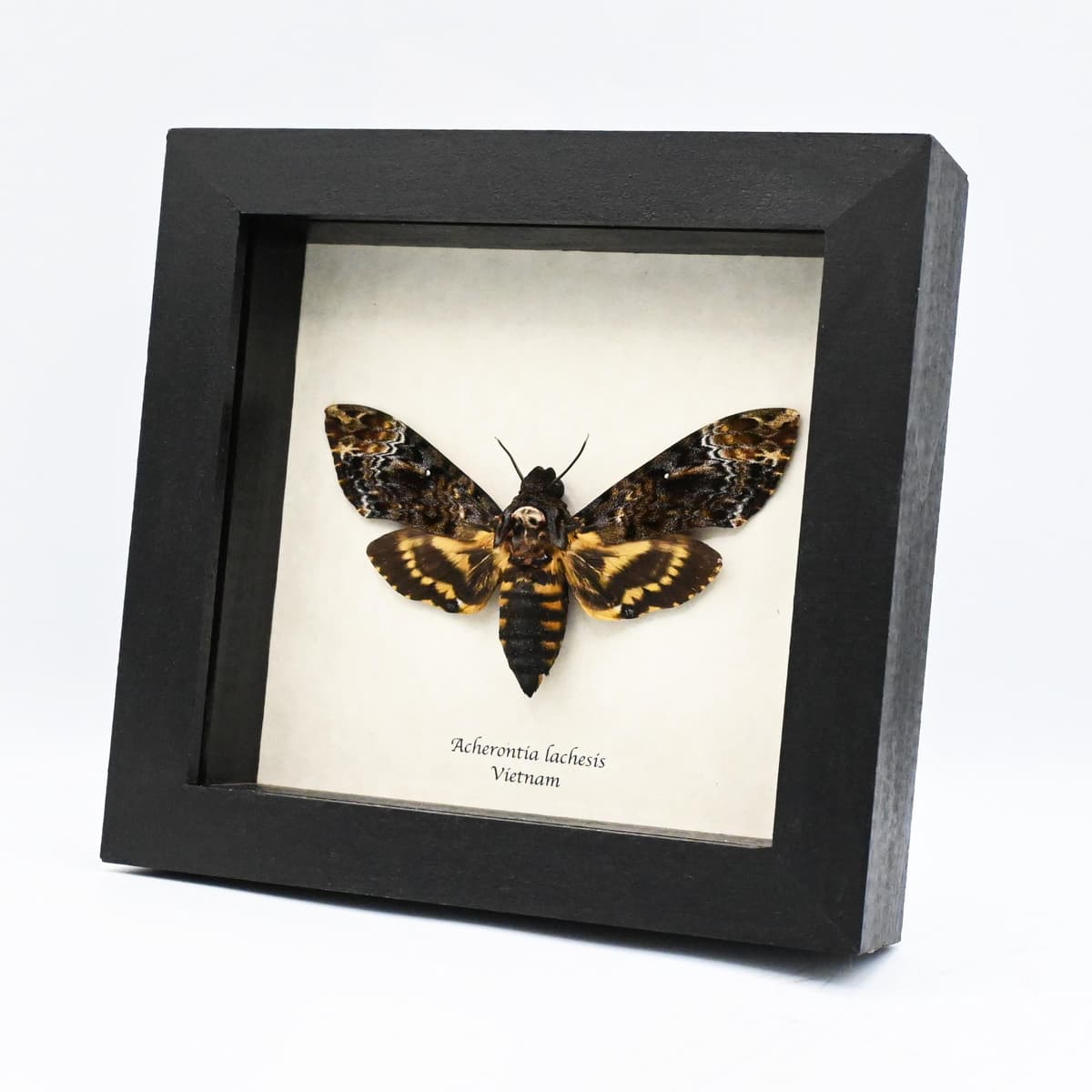 Real XL Deaths Head moth framed taxidermy - Acherontia lachesis - female