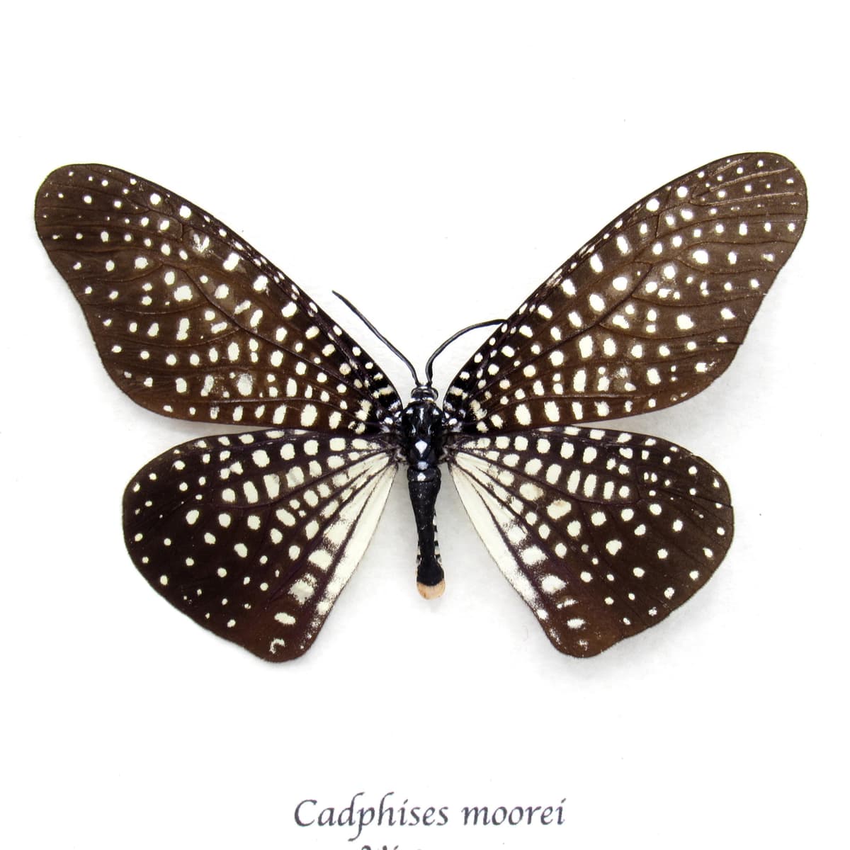 Rare Day Flying moth framed taxidermy - Cadphises moorei
