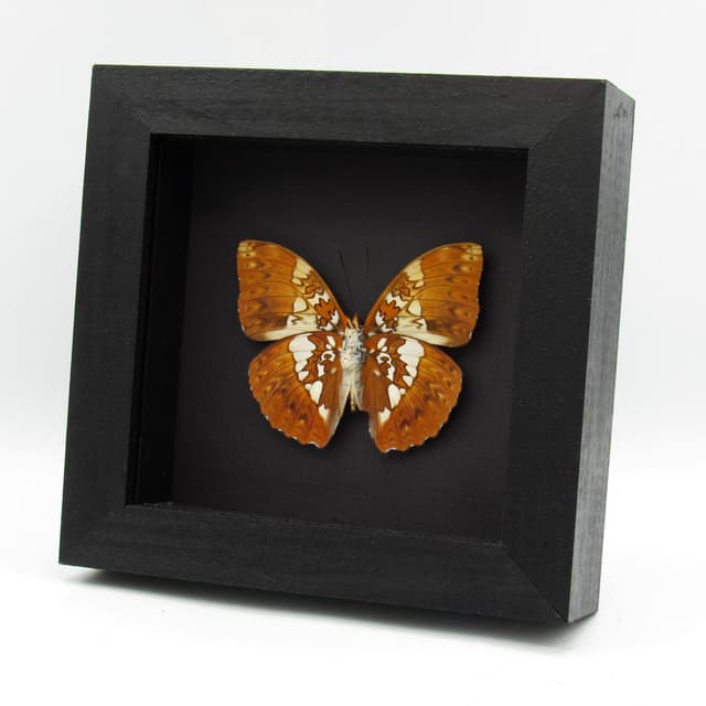 Real African Glider butterfly framed taxidermy - Cymothoe beckeri