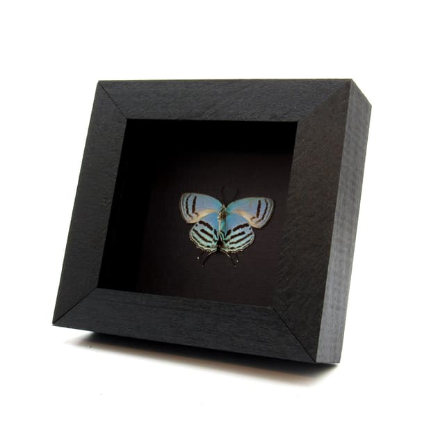 Real blue Hairstreak butterfly framed taxidermy - Evenus tagyra