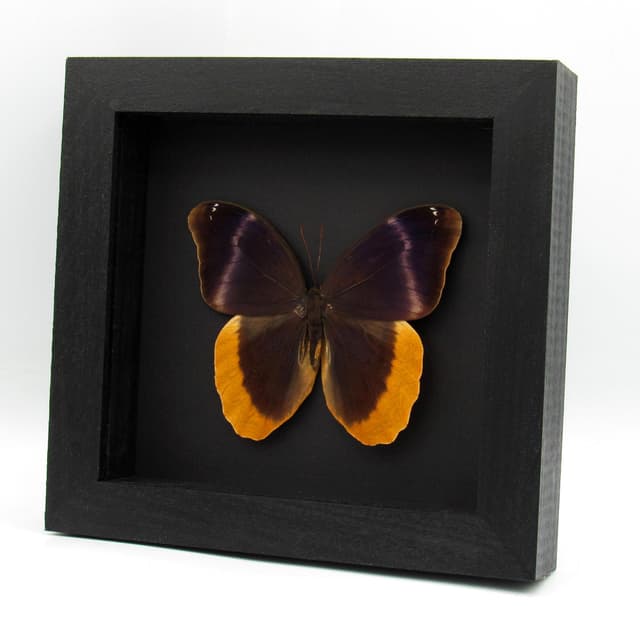 Rare purple Owl butterfly framed taxidermy - Caligo uranus