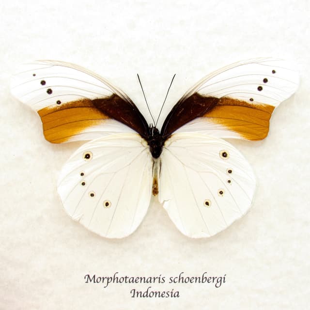 Rare white butterfly framed taxidermy - Morphotaenaris schoenbergi - XL size - minor damage